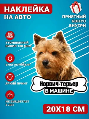 Норвич терьер - услуги для собак и кошек в Зоосалоне GROOMSTAR | СПб, пр.  Ветеранов