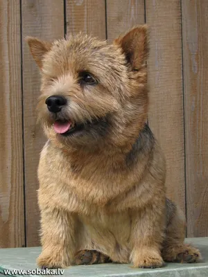 Норвич Терьер/Norwich Terrier (порода собак HD slide show)! - YouTube