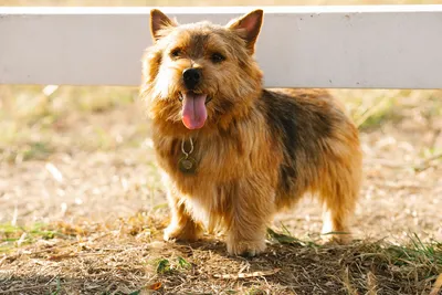 Норвич-терьер (фото): умный, озорной и дружелюбный пес - Kot-Pes | Терьер,  Породы собак, Собаки