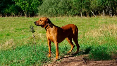 Родезийский риджбек - описание породы собак: характер, особенности  поведения, размер, отзывы и фото - Питомцы Mail.ru