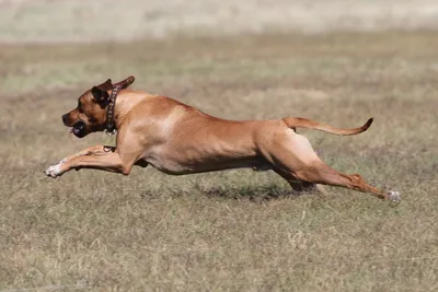 Родезийский риджбек: все о собаке, фото, описание породы, характер, цена