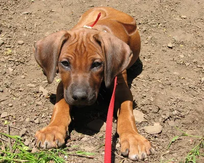 Родезийский риджбек: фото и характеристика породы собак