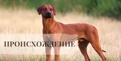 Собака охотник на Львов (63 фото)