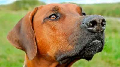Собака-путешественница Чапати - как спасенный украинцами в Индии пес стал  звездой Интернета - УНИАН