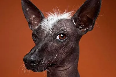 Петербургская порода собак – миф или реальность?