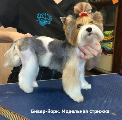SOBAKA.LV | Породы собак | Петербургская орхидея | Фото 31521