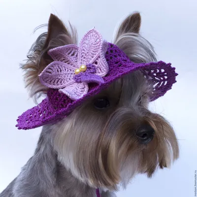 Цветы и собака Йорк эстетика | Собаки, Милые детеныши животных, Цветы