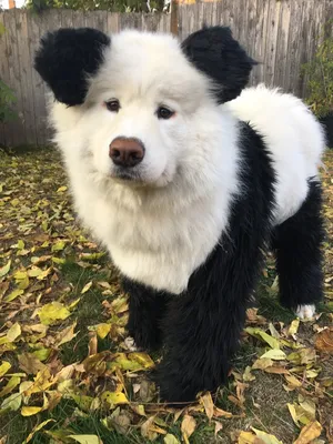 Собака панда фото фотографии