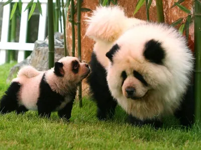 Собака панда - 77 фото