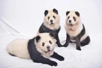 Владельцы панда-кафе выдавали за медведей покрашенных собак