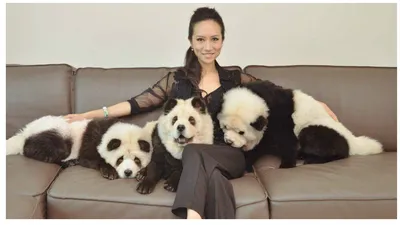 Жительница Сингапура превратила трех своих собак в панд - KP.RU