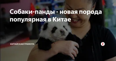 Собака-панда - Михаил Соколов
