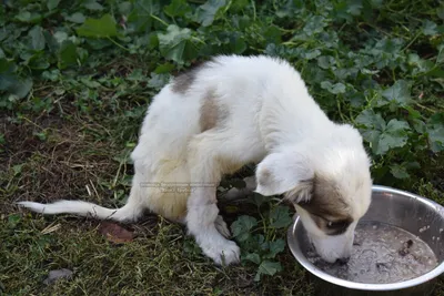 Панда - 3 года - Беспородная - Калужская область - собаки в добрые руки
