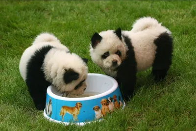 Собаки-панды произвели фурор в зоомагазинах Китая