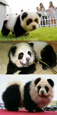 Милая кукла-панда, мягкая плюшевая игрушка, собака, панда, Успокаивающая  игрушка для детей, милая плюшевая Набивная игрушка-Зверюшка для сна |  AliExpress