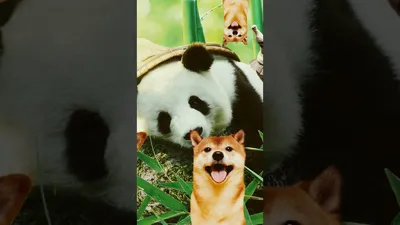 Панда, собака, древний мир, общие …» — создано в Шедевруме