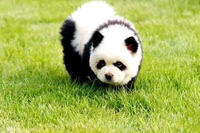 Эпидемия чау-чау панд в Китае: что это за порода собак и почему она  пользуется такой популярностью в Поднебесной — блог туриста Dasha1553 на  Туристер.Ру