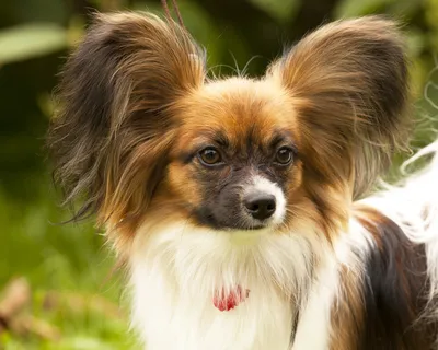Папильон: характеристики породы, фото собаки и описание