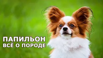 Папильон щенок шоу класса – купить с рук, город Москва