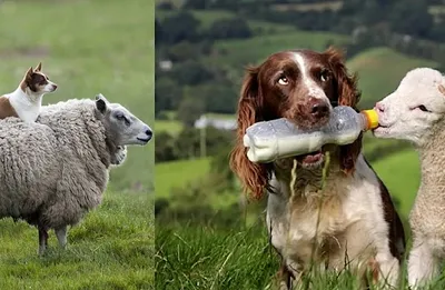 Универсальный пастух — порода собак австралийский келпи | собачий след |  Дзен