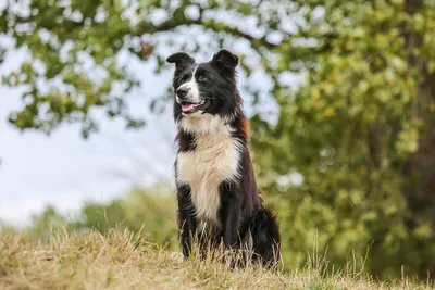 Шотландская собака пастух - 72 фото