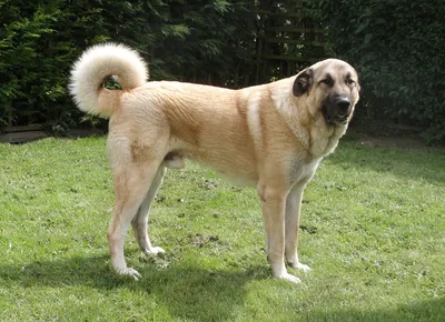 Собака-Пастух: верный друг и надежный охранник» — создано в Шедевруме