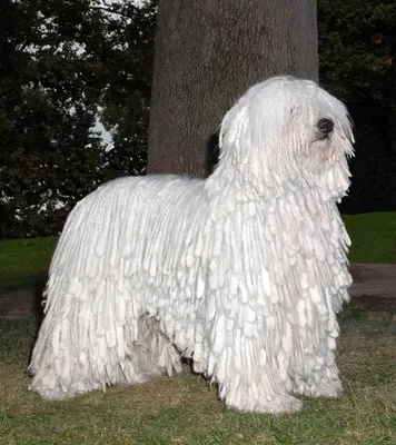 Кангал - порода собак, настоящий пастух и сторож, выведенный в Турции