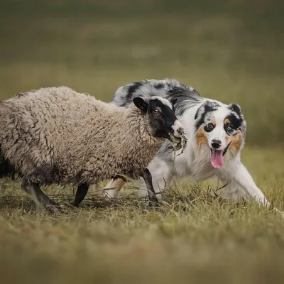 Собака пастуха - купить по выгодной цене | Salzburg crafts