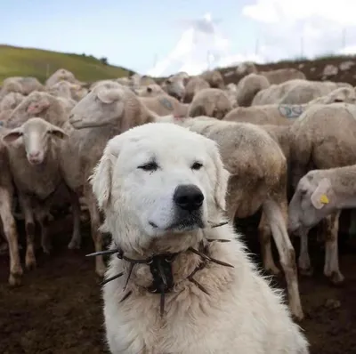 Шотландская собака пастух (64 фото) - картинки sobakovod.club