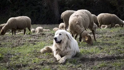 10 забавных и невероятных видео о работе собак-пастухов