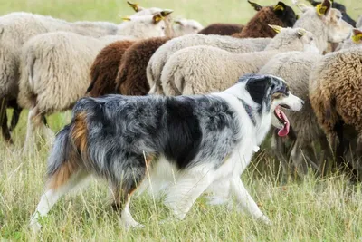 Cобака-пастух - Федерация Военного Собаководства