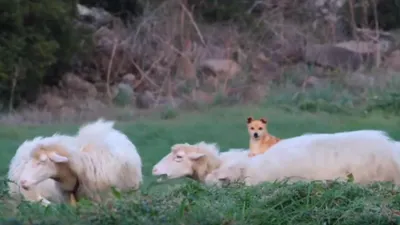 Французские пастухи снова нуждаются в услугах пату | Euronews