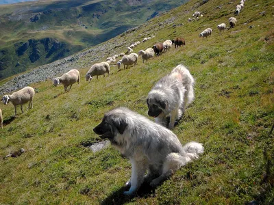 Пастуха собака сидит на траве Фон И картинка для бесплатной загрузки -  Pngtree