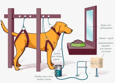 Что такое \"собака Павлова\" и в чем суть эксперимента? | Онлайн-школа  «Синергия» | Дзен
