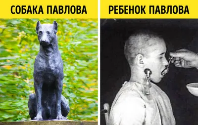 Собака Павлова | Пикабу