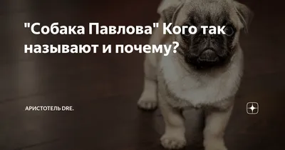 Собака Павлова, слюна и кариес - YouTube