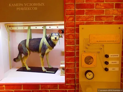 Собака Павлова. Эксперименты . Векторное изображение ©Artemida-psy 102279992