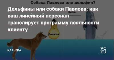 Как я был «собакой Павлова». Журналист «Алтайской правды» осваивает тайны  профессии кинолога