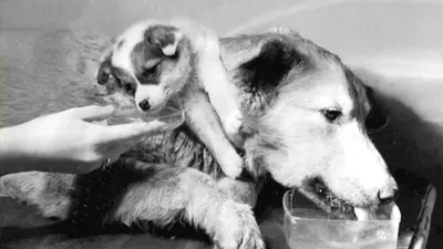 Одна голова хорошо, а две лучше! Садистские эксперименты над собаками в  СССР. | Пикабу
