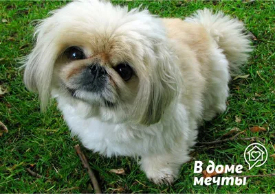 Собака породы пекинес» — создано в Шедевруме