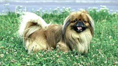 Пекинес - фото, описание и характеристика породы, цена щенка
