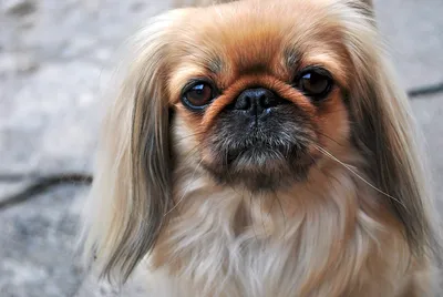 Пекинес (Pekingese) - одна из древнейших пород собак в мире. Описание, фото  и отзывы о породе.