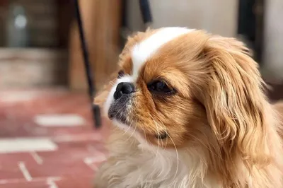 Мочекаменная болезнь у собаки породы пекинес — артемида