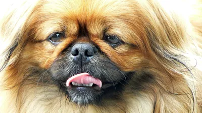 Пекинес - описание породы собак: характер, особенности поведения, размер,  отзывы и фото - Питомцы Mail.ru