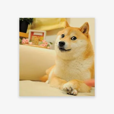 Декоративная подушка Собака Подозревака 40*40 — купить в интернет-магазине  по низкой цене на Яндекс Маркете