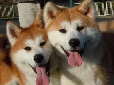 Порода собак из Японии - Акита-ину | МачкоПес | Дзен