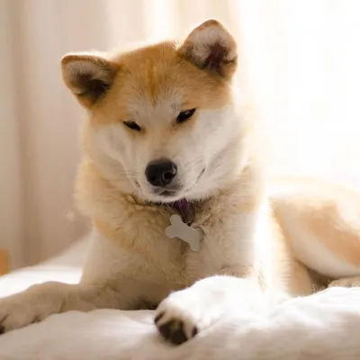 Щенячья дипломатия: Япония подарила Путину собаку породы акита-ину (The  Wall Street Journal, США) | 18.01.2022, ИноСМИ