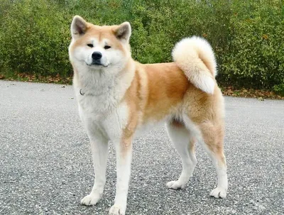 Порода Акита Inu собаки стоковое изображение. изображение насчитывающей  бело - 166828523