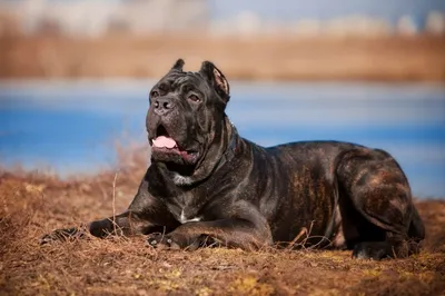 Кане-корсо: фото собаки, описание, отзывы владельцев, цена щенков и  особенности характера взрослой собаки