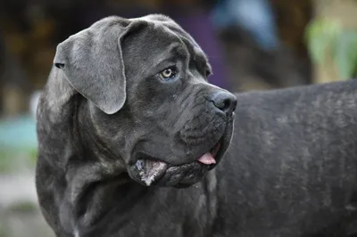 В Москве собака породы кане-корсо загрызла хозяина, кинологи удивились